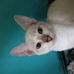 Meet your Posher, Abbie